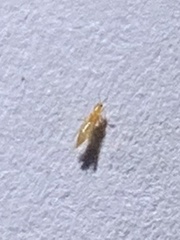 Arthropoda