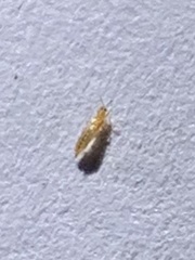 Arthropoda