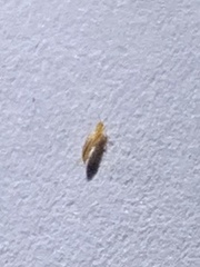 Arthropoda