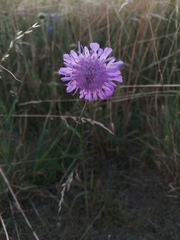 Knautia arvensis