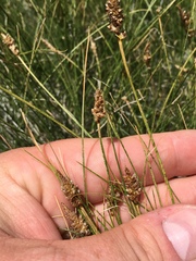 Carex heteroneura