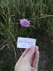 Knautia arvensis