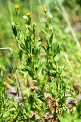 Heterotheca oregona