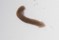 Girardia tigrina