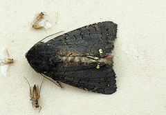 Melanchra assimilis