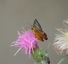 Apyrrothrix araxes arizonae