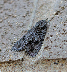 Acronicta impressa
