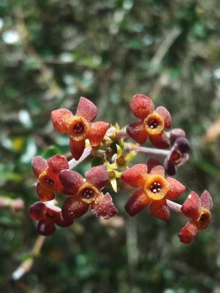 Rondeletia virgata