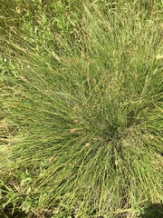 Carex heteroneura