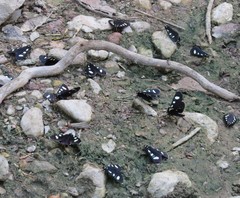 Alypiodes bimaculata