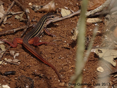 Aspidoscelis angusticeps angusticeps