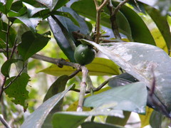 Garcinia humilis