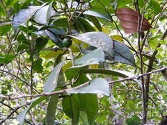 Garcinia humilis