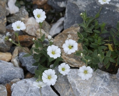 Cerastium carinthiacum