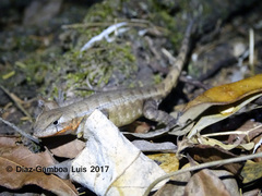 Sceloporus chrysostictus