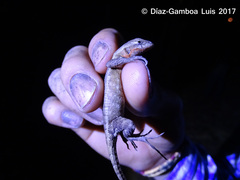 Sceloporus chrysostictus