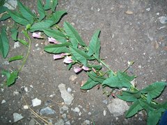 Convolvulus arvensis