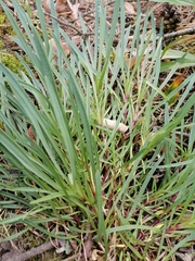 Gypsophila fastigiata