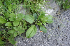 Plantago major