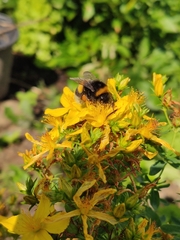 Bombus