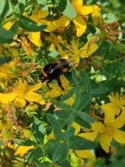 Bombus