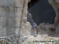 Ctenosaura similis similis