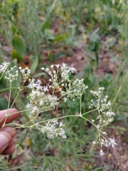 Gypsophila fastigiata