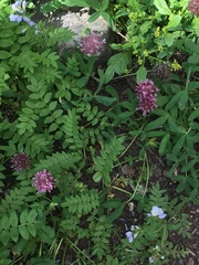Trifolium parryi