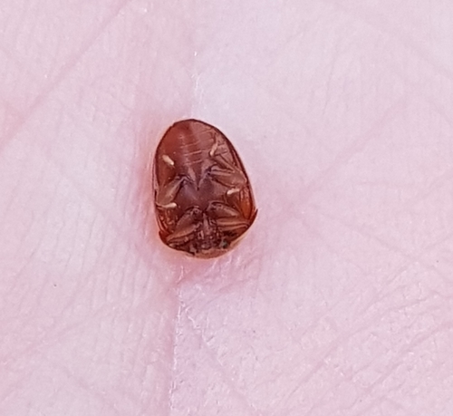 Cychramus luteus nuotrauka