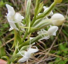 Habenaria monorrhiza