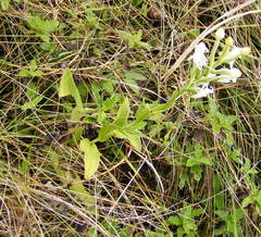 Habenaria monorrhiza