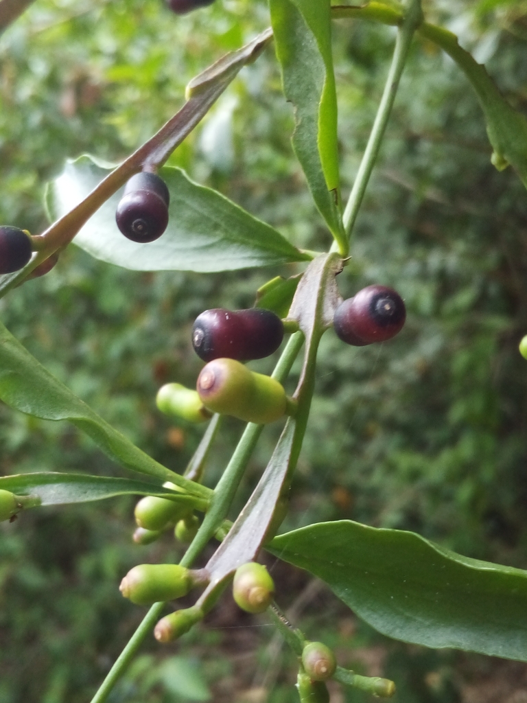 Dendropemon alatus