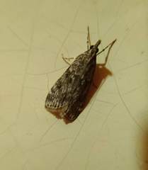 Eudonia truncicolella