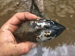 Utterbackiana implicata