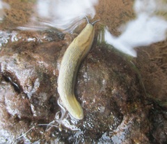 Carinarion