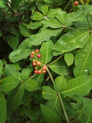Rauvolfia tetraphylla