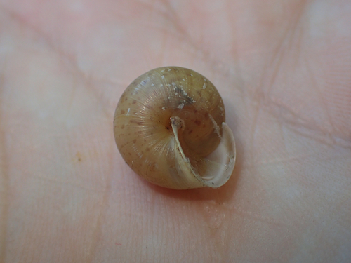 Hedge Snail