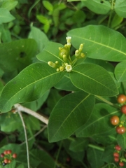 Rauvolfia tetraphylla