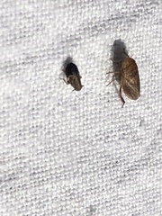 Kosswigianella spinosa