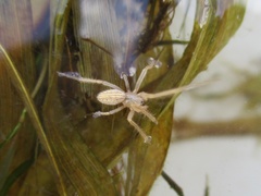 Larinia borealis