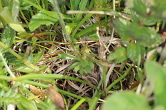 Androsace chamaejasme