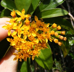 Odontocline hollickii