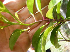 Odontocline hollickii