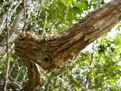 Odontocline hollickii