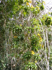 Odontocline hollickii