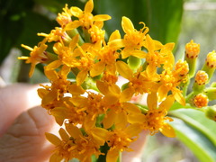 Odontocline hollickii