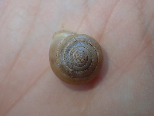Hedge Snail