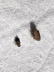 Anoscopus alpinus