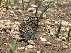 Euphilotes battoides