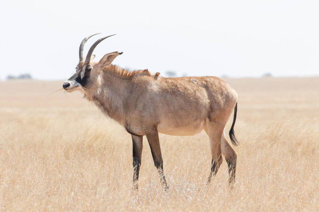 Hippotragus equinus equinus, Bo-Karoo, South Africa, by pd_pratt